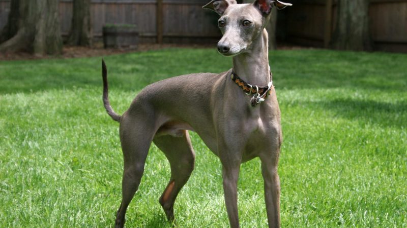 https://archive.wbhm.org/wp-content/uploads/2001/07/Italian_Greyhound-800x450.jpg