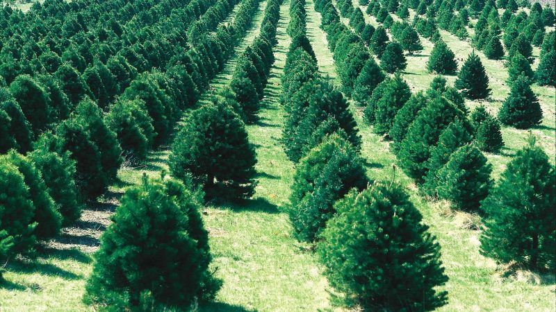 https://archive.wbhm.org/wp-content/uploads/2004/12/christmas-tree-farm-800x450.jpg