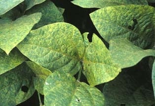https://archive.wbhm.org/wp-content/uploads/2005/12/asian-soybean.jpg