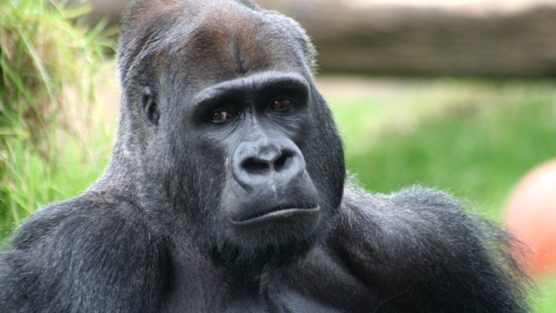https://archive.wbhm.org/wp-content/uploads/2005/12/gorilla-800x450.jpg