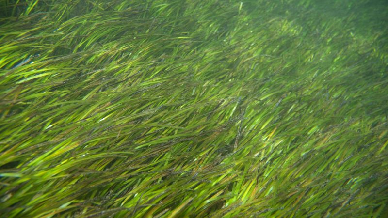 https://archive.wbhm.org/wp-content/uploads/2010/03/Seagrass-800x450.jpg