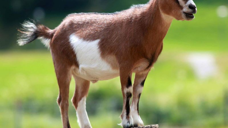 https://archive.wbhm.org/wp-content/uploads/2010/11/goat-800x450.jpg