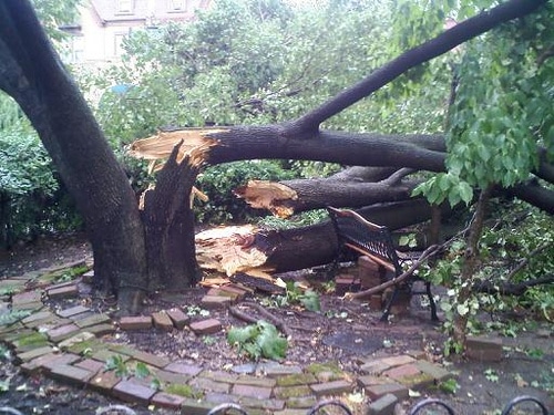 https://archive.wbhm.org/wp-content/uploads/2011/09/trees-down.jpg