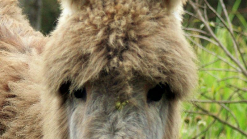 https://archive.wbhm.org/wp-content/uploads/2012/10/donkey-800x450.jpg