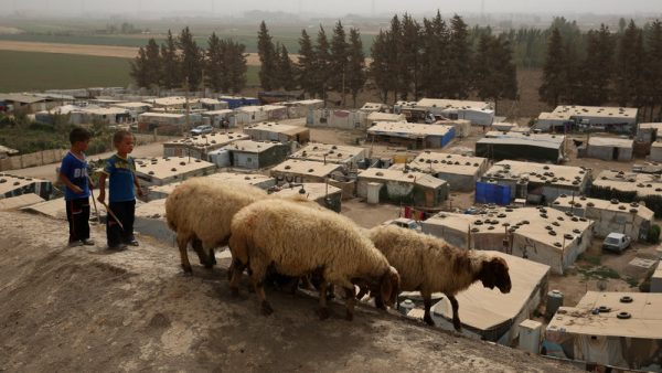 https://archive.wbhm.org/wp-content/uploads/2016/01/npr-sheep-refugees-600x338.jpg