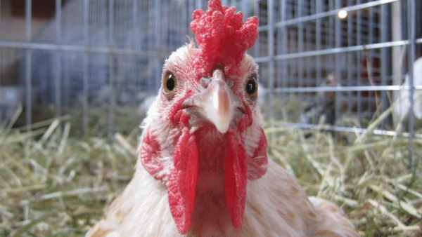 https://archive.wbhm.org/wp-content/uploads/2016/06/look-its-a-chicken-600x338.png