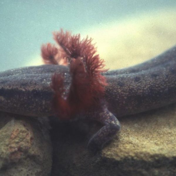 https://archive.wbhm.org/wp-content/uploads/2018/01/MarkBailey-600x600.jpg