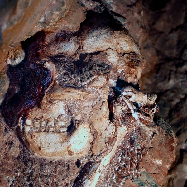 https://archive.wbhm.org/wp-content/uploads/2018/01/Stw_573_cranium_and_humerus_1_-600x600.png