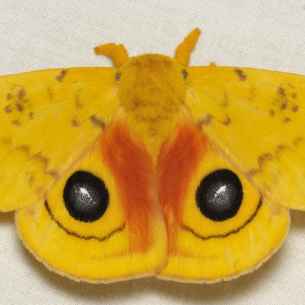 https://archive.wbhm.org/wp-content/uploads/2018/08/Automeris_io._06_27_2018-600x600.jpg