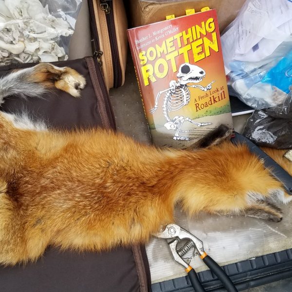 https://archive.wbhm.org/wp-content/uploads/2018/12/Roadkill1-600x600.jpg