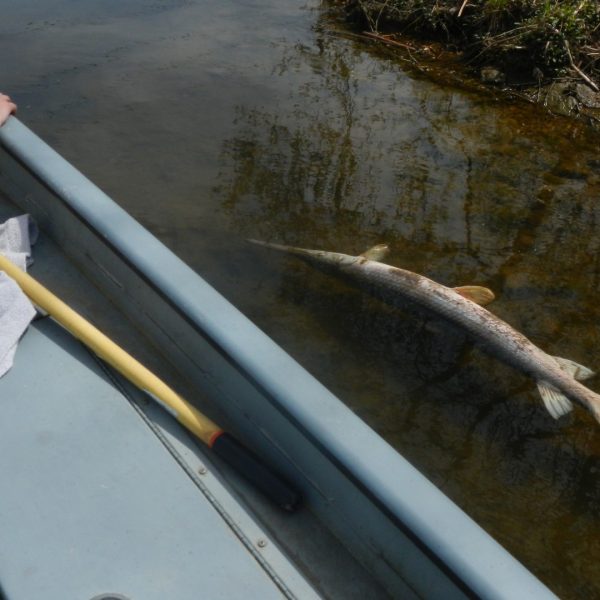 https://archive.wbhm.org/wp-content/uploads/2019/03/fish2-edit-600x600.jpg