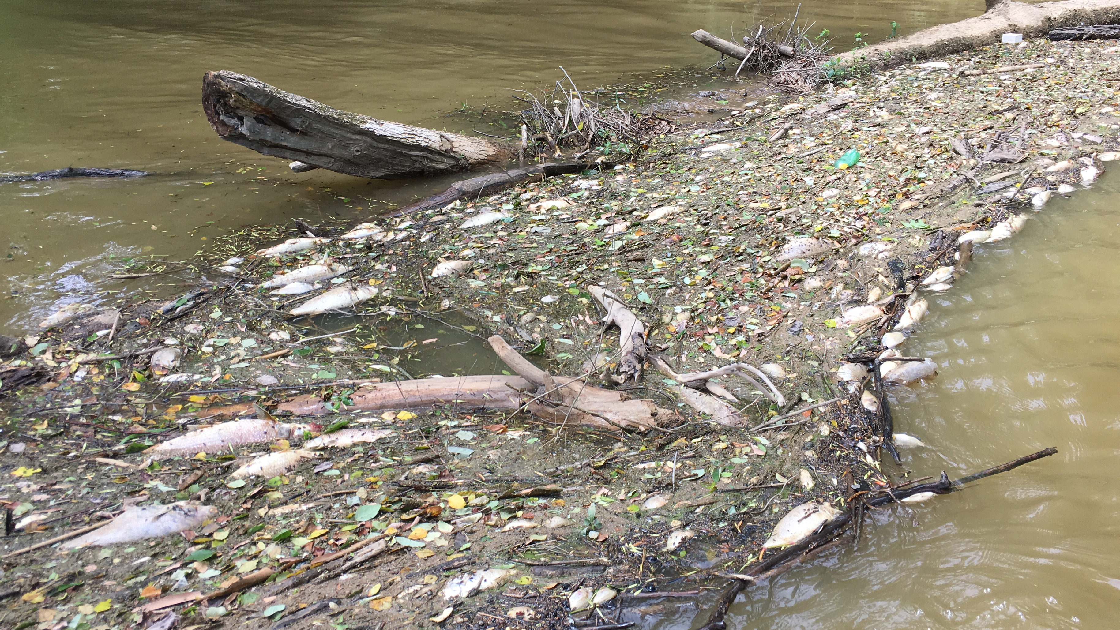 Dead fish float along the Mulberry Fork.