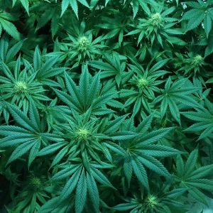 https://archive.wbhm.org/wp-content/uploads/2020/01/marijuana-300x300.jpg