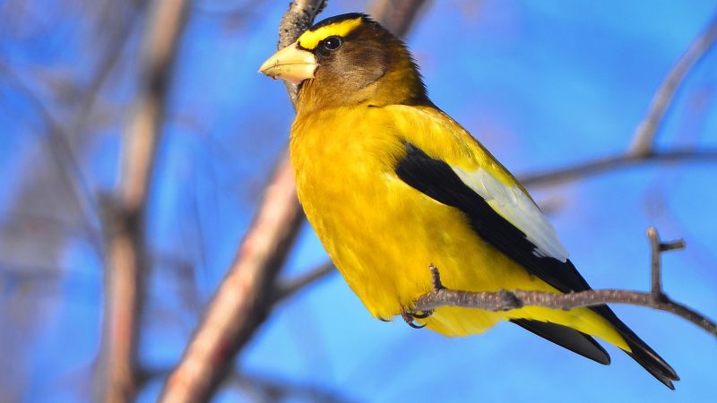 https://archive.wbhm.org/wp-content/uploads/2020/12/Evening_Grosbeak-e1608575244668-800x450.jpg