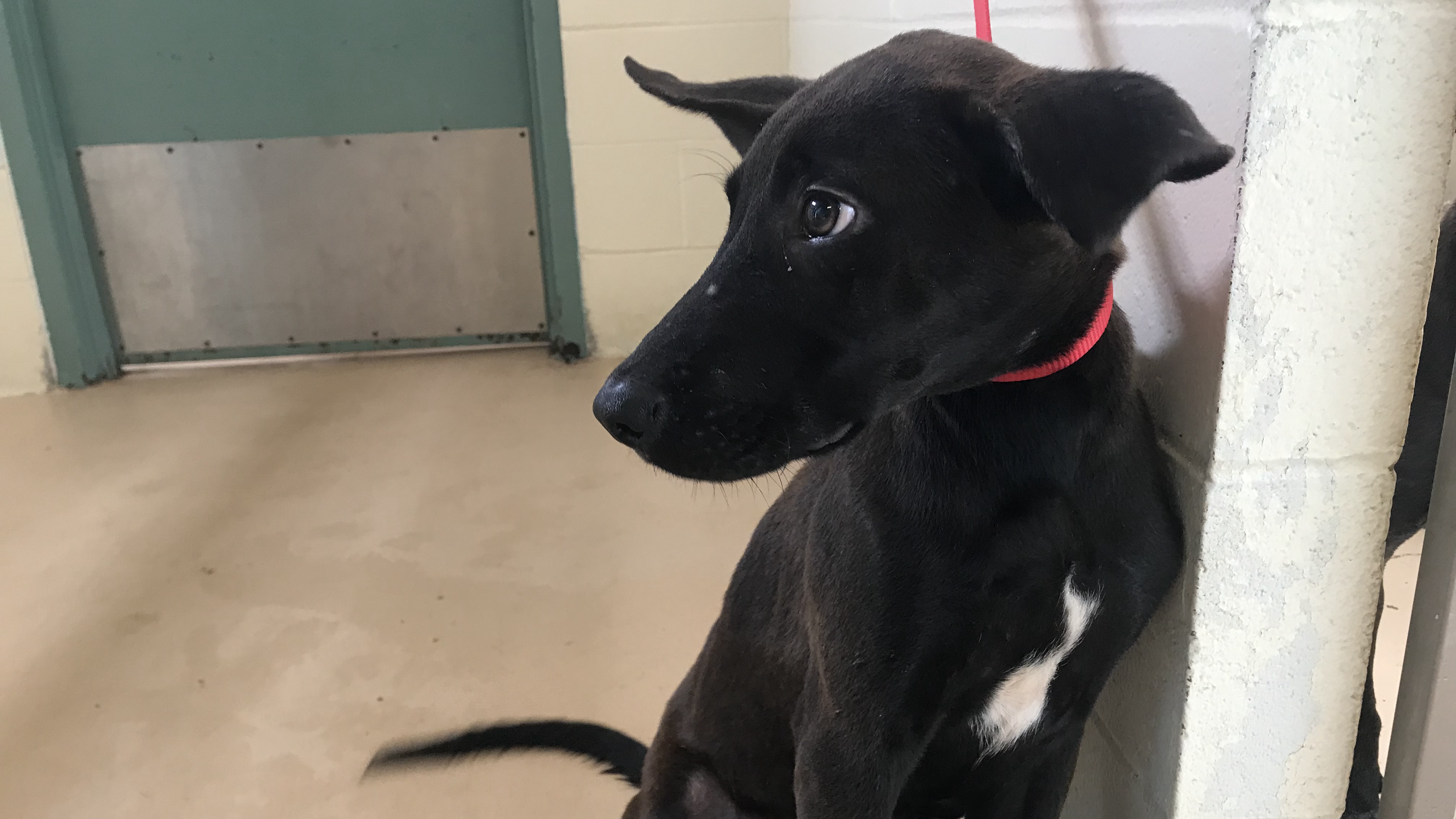 Jeremiah, a picked-up stray at Metro Animal Shelter, waits for the staff and volunteers to clean up his cage. 