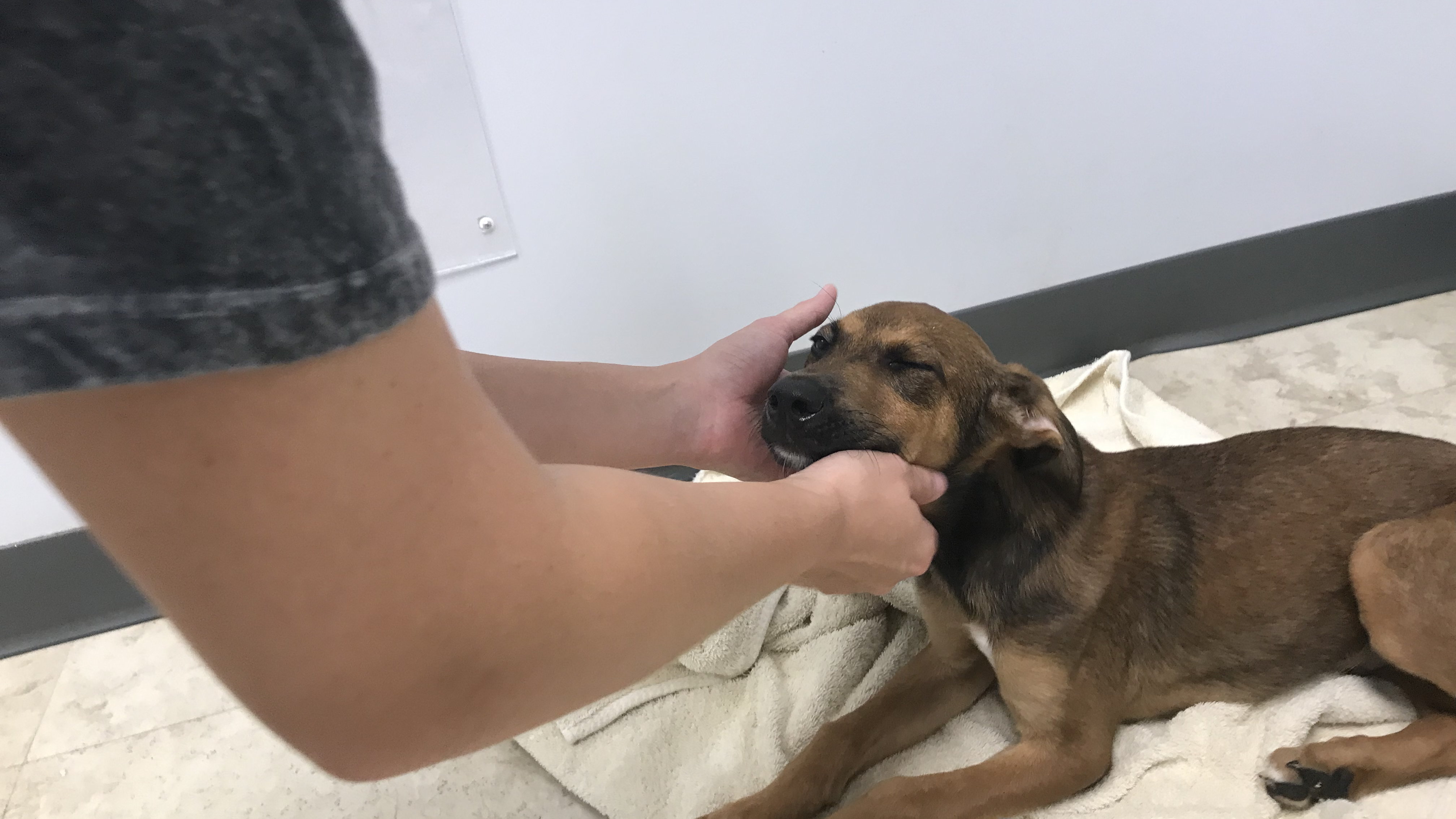 Alie Dennis plays with her potential new puppy, Copper.