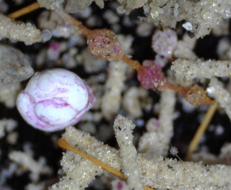 Climate researchers study the shells of tiny sea creatures called foraminifera (see here). Using fossil records going back 5.5 million years, the thickness of the animals' shells can help determine temperature at the time the shell was created. 
