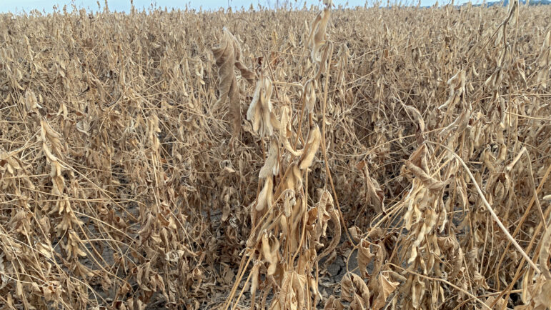 Dried and dead soybean plants are still standing in one of the Franklins' fields in Crowville, Louisiana, on August 25, 2023.