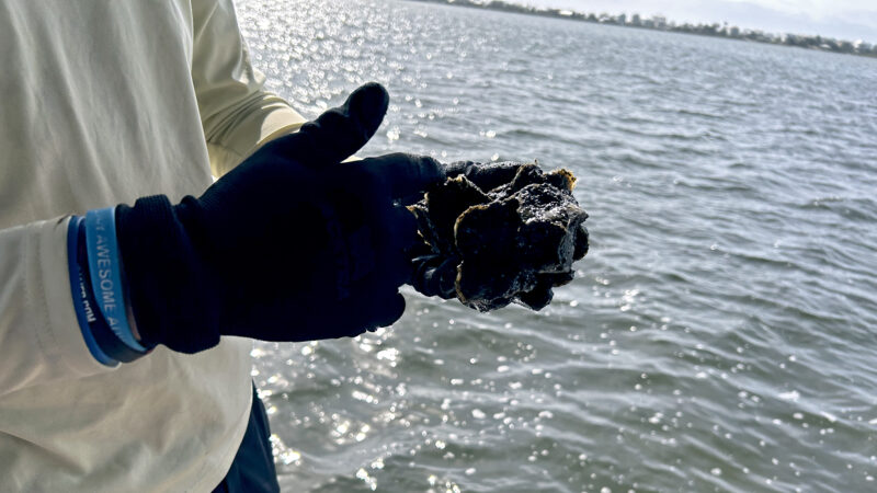https://archive.wbhm.org/wp-content/uploads/2024/02/Oyster_Recycling_Counting-800x450.jpg