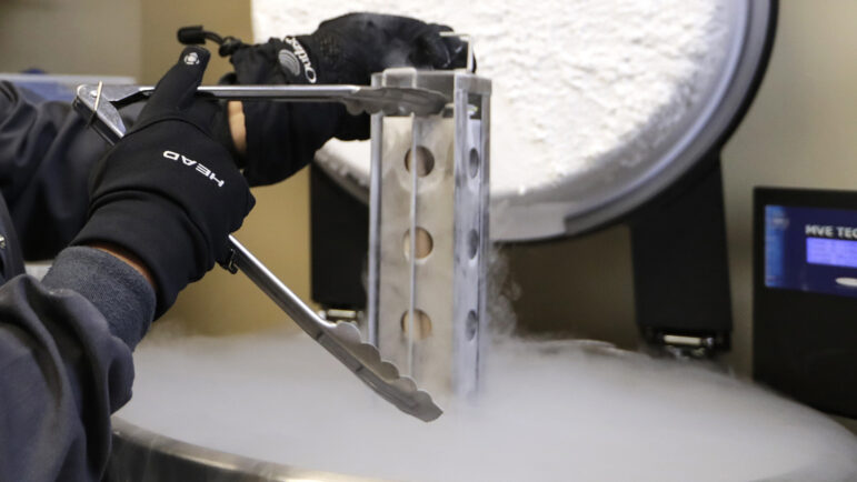 In this file photo, a container with frozen embryos and sperm stored in liquid nitrogen is removed at a fertility clinic in Fort Myers, Fla., Oct. 2, 2018.