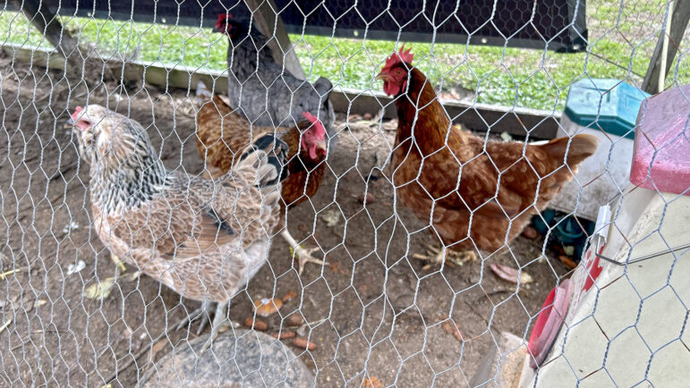 Chickens are shown in an enclosure at Bastion, a veterans community in New Orleans, on Friday, Jan. 17, 2025.