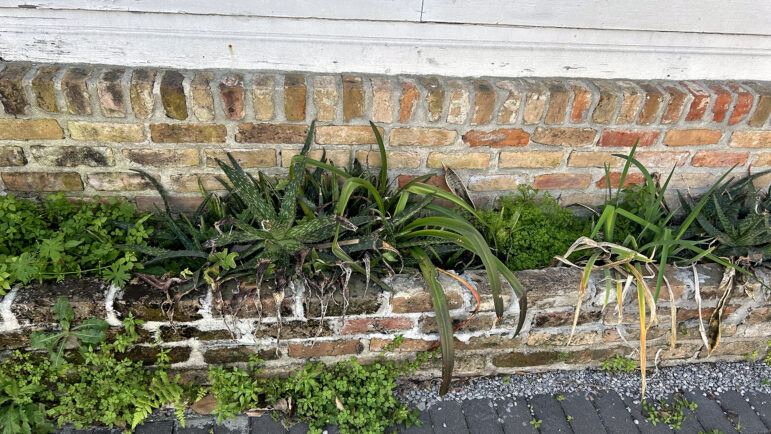 A rain garden is planted in New Orleans' Treme neighborhood on Thursday, March 6, 2025.