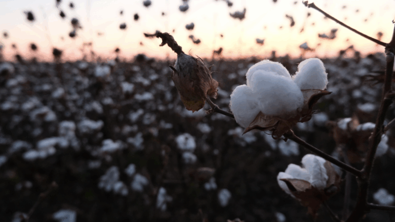 A cotton field in north Louisiana.